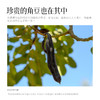 均衡小站 2.0版无花果黑豆浆 有机黑豆0添加蔗糖 早餐健康冲饮粉 商品缩略图2
