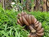 合作产品/ 生态香蕉 （ 青香蕉发货，收货后需要物理催熟） 商品缩略图2