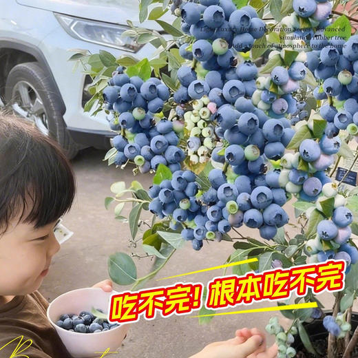云南高原F6整颗蓝莓树果苗盆栽室外阳台果树果苗带果发货高产大果家庭种植 商品图1
