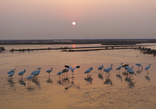 拍鸟专线·东营黄河口鸟浪、沿海潮汐树+烟墩角天鹅+青岛海滨4天/8天 商品图8