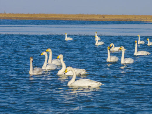 拍鸟专线·东营黄河口鸟浪、沿海潮汐树+烟墩角天鹅+青岛海滨4天/8天 商品图11
