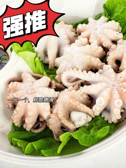xm处理好的新鲜小章鱼，收到清洗即可烹饪-超热卖！！新鲜看得见 现捕现发，白灼、红烧、烧烤 是成就你一桌好菜的万能选手 商品图0
