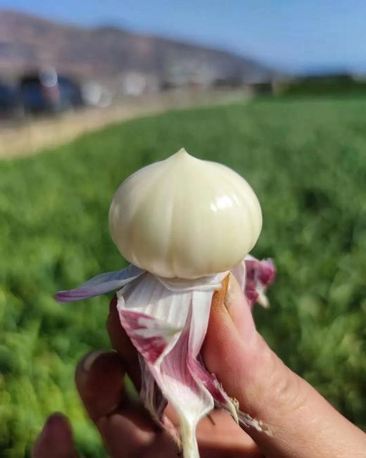 【产地直发】云南独头鲜蒜！每一个都是鸡蛋大小，又大又香又新鲜‼️每天三瓣蒜，大病好一半！高原来的紫皮蒜，香辣不一般！ 商品图12