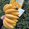 【广东茂名】佳丽蕉#皮薄如纸，果肉绵密软糯，糖度高达26%，蕉香超浓郁，树上熟 商品缩略图5