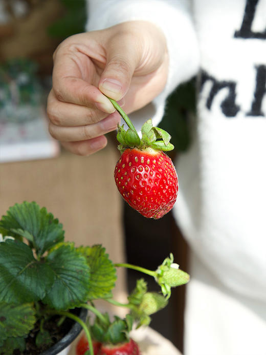 【29.9元2盆 草莓盆栽】预售3天内发 好看又能吃 带红草莓发货~ 商品图8