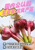 【产地直发】云南独头鲜蒜！每一个都是鸡蛋大小，又大又香又新鲜‼️每天三瓣蒜，大病好一半！高原来的紫皮蒜，香辣不一般！ 商品缩略图13