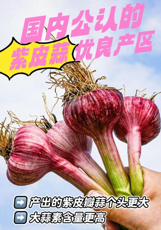【产地直发】云南独头鲜蒜！每一个都是鸡蛋大小，又大又香又新鲜‼️每天三瓣蒜，大病好一半！高原来的紫皮蒜，香辣不一般！ 商品图13