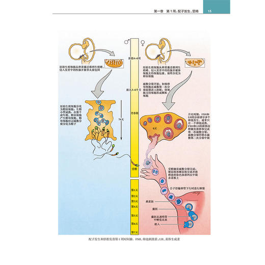 Larsen人类胚胎学 第6六版 林戈 卢光琇 主译 本书在线资源丰富 包括图像、动画和视频，提供更生动的学习体验 人民卫生出版社 商品图4