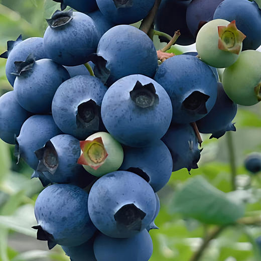 云南高原F6整颗蓝莓树果苗盆栽室外阳台果树果苗带果发货高产大果家庭种植 商品图3