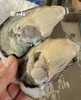 周二取货：【匠心级乳山生蚝(中大蚝）】一箱净重约2.5斤左右（约8-10只）24小时标准净化，又肥又鲜 商品缩略图3