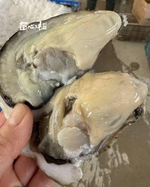 周二取货：【匠心级乳山生蚝(中大蚝）】一箱净重约2.5斤左右（约8-10只）24小时标准净化，又肥又鲜 商品图3