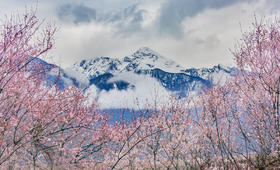 （越野车）春季・滇藏丙察察雪域桃花摄影团14 天｜独龙江、墨脱、波密、林芝、拉萨