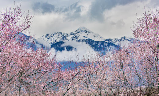 （越野车）春季・滇藏丙察察雪域桃花摄影团14 天｜独龙江、墨脱、波密、林芝、拉萨 商品图0