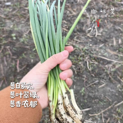 生态小葱（农场直发-顺丰包邮）| 1斤/2斤装，来自成都郫都区【原乡农场-自产自销】 商品图2
