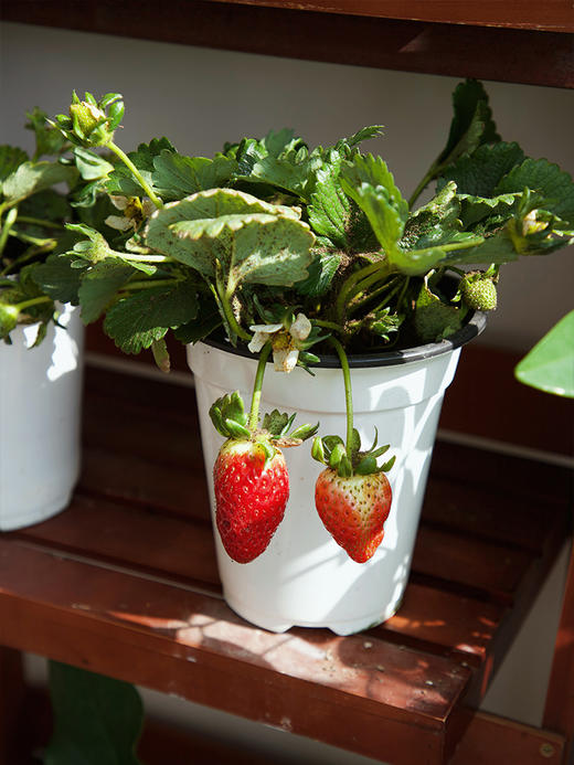 【29.9元2盆 草莓盆栽】预售3天内发 好看又能吃 带红草莓发货~ 商品图5