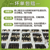 新鲜羊肚菌云南特产头茬新货精品现采菌菇羊肚菌非野生 商品缩略图4