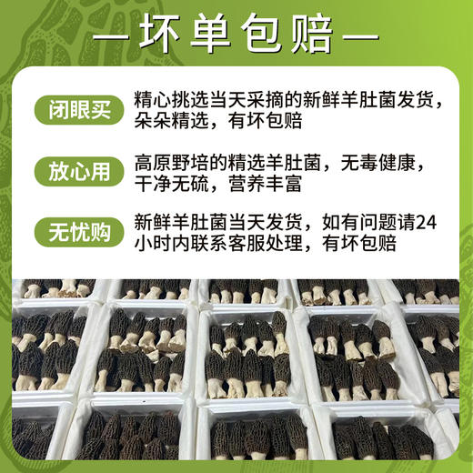 新鲜羊肚菌云南特产头茬新货精品现采菌菇羊肚菌非野生 商品图4