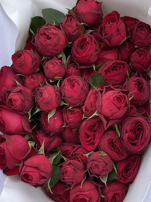 国产多头玫-【红蕾丝】多头玫瑰 商品图1