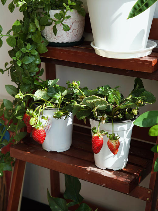 【29.9元2盆 草莓盆栽】预售3天内发 好看又能吃 带红草莓发货~ 商品图0