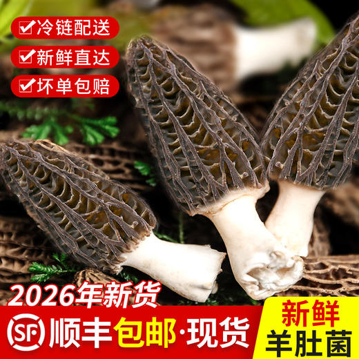 新鲜羊肚菌云南特产头茬新货精品现采菌菇羊肚菌非野生 商品图0