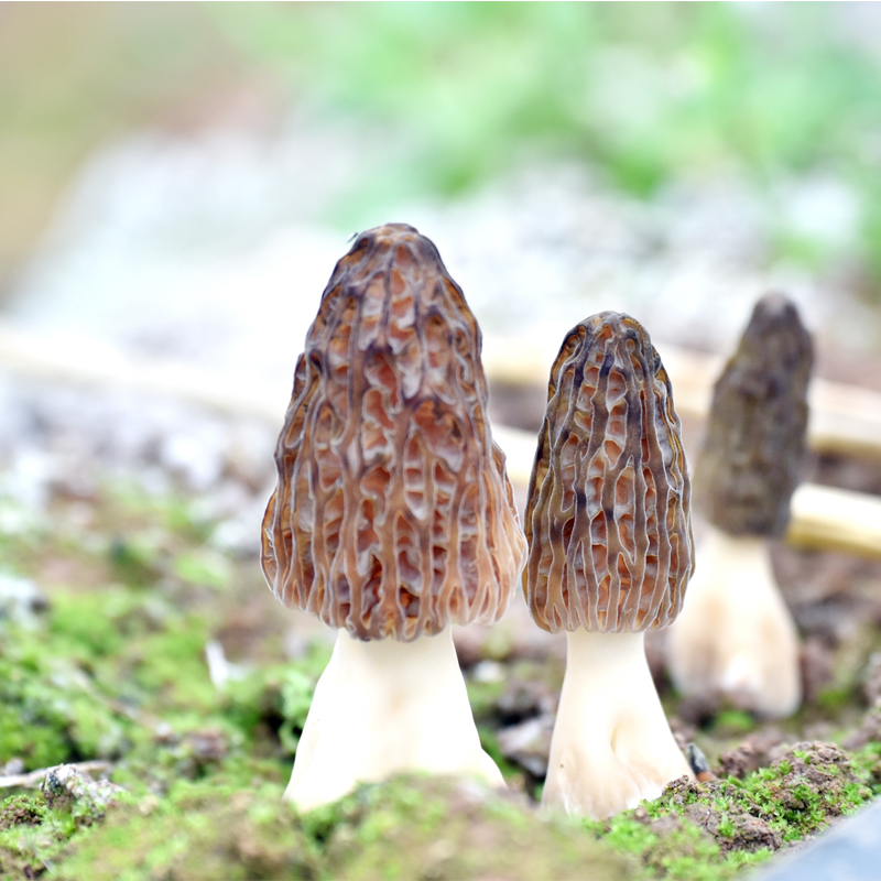 【新鲜羊肚菌】云南丽江羊肚菌