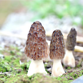 【新鲜羊肚菌】云南丽江羊肚菌