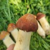 京东包邮，高山生态新鲜赤松茸 比肉还好吃基地直邮 商品缩略图2