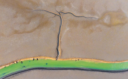 拍鸟专线·东营黄河口鸟浪、沿海潮汐树+烟墩角天鹅+青岛海滨4天/8天 商品图3