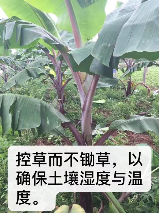 合作产品/ 生态香蕉 （ 青香蕉发货，收货后需要物理催熟） 商品图6