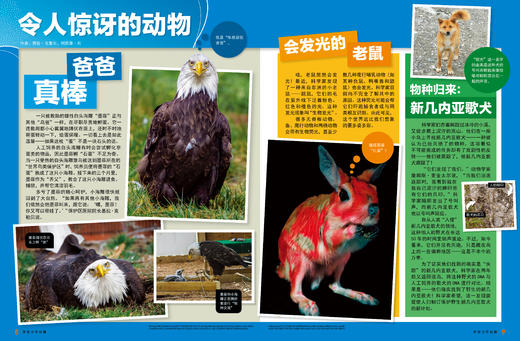 《环球少年地理KiDS》赠 送蜘蛛机器人 2026全年订阅，全12期 |国家地理出品，内容广博、精美摄影，1000+知识点，给孩子震撼心灵的智识盛宴 商品图6