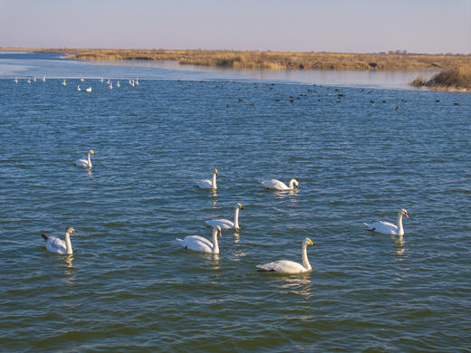 拍鸟专线·东营黄河口鸟浪、沿海潮汐树+烟墩角天鹅+青岛海滨4天/8天 商品图10
