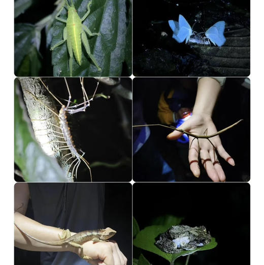 清明亲子｜4.4-4.6普洱3天2晚，从茶山云雾到雨林萤火，走进北回归线上的共生秘境，把自然写成孩子的成长诗！ 商品图13