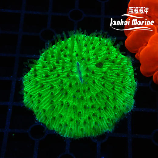 短须飞盘-绿 商品图3