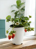 【29.9元2盆 草莓盆栽】预售3天内发 好看又能吃 带红草莓发货~ 商品缩略图7