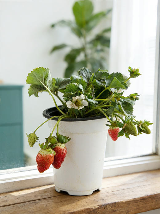 【29.9元2盆 草莓盆栽】预售3天内发 好看又能吃 带红草莓发货~ 商品图7