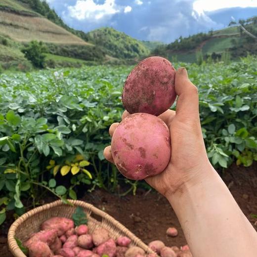 【老友回馈❗️】高原红皮土豆丨高原种植，口感粉糯，每一口都是小时候的味道。中通快递 商品图7