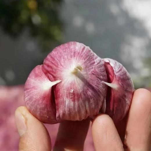 【产地直发】云南独头鲜蒜！每一个都是鸡蛋大小，又大又香又新鲜‼️每天三瓣蒜，大病好一半！高原来的紫皮蒜，香辣不一般！ 商品图6