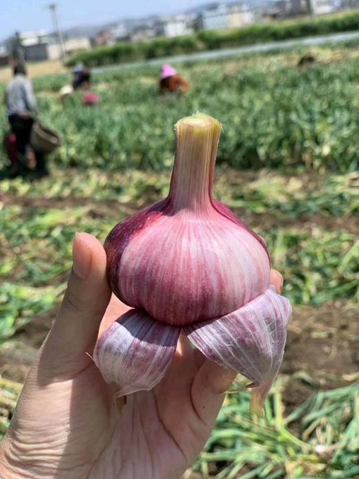 【产地直发】云南独头鲜蒜！每一个都是鸡蛋大小，又大又香又新鲜‼️每天三瓣蒜，大病好一半！高原来的紫皮蒜，香辣不一般！ 商品图4