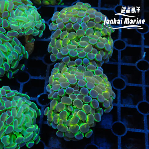 人工幻彩分枝榔头 商品图3