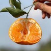 心选丨四川春见耙耙柑新鲜水果产地直发 商品缩略图1