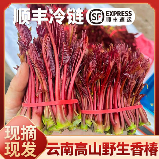 2026春季现摘红油香椿芽云南农家头茬新鲜野生嫩芽鲜香春菜下饭菜 商品图0