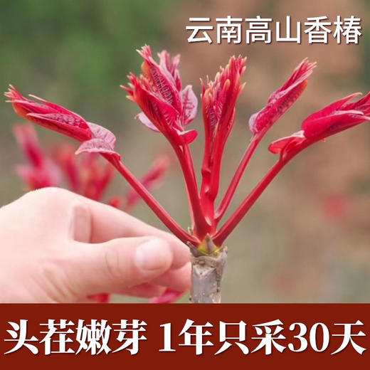 2026春季现摘红油香椿芽云南农家头茬新鲜野生嫩芽鲜香春菜下饭菜 商品图2