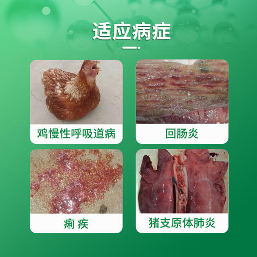 巨龙动保呼畅10%延胡索酸泰妙菌素可溶性粉100g 商品图1