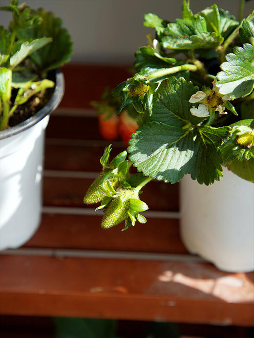 【29.9元2盆 草莓盆栽】预售3天内发 好看又能吃 带红草莓发货~ 商品图6