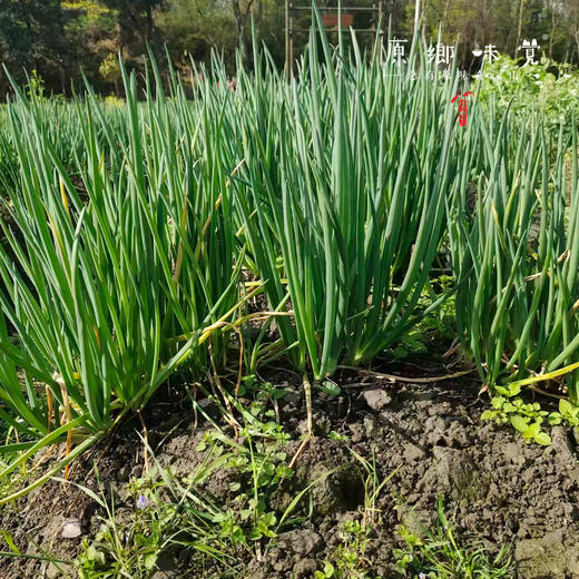 生态小葱（农场直发-顺丰包邮）| 1斤/2斤装，来自成都郫都区【原乡农场-自产自销】 商品图3