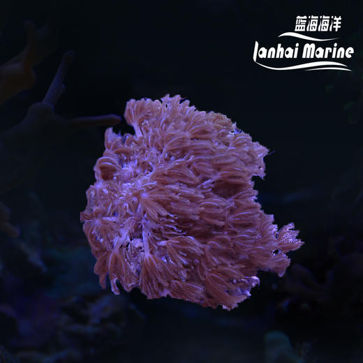 闪千手-人工 商品图0