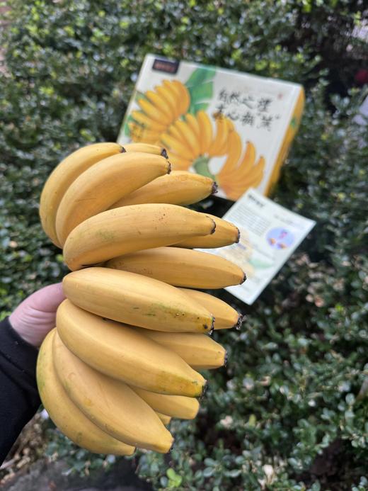 【广东茂名】佳丽蕉#皮薄如纸，果肉绵密软糯，糖度高达26%，蕉香超浓郁，树上熟 商品图4