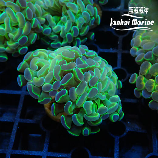 人工幻彩分枝榔头 商品图4