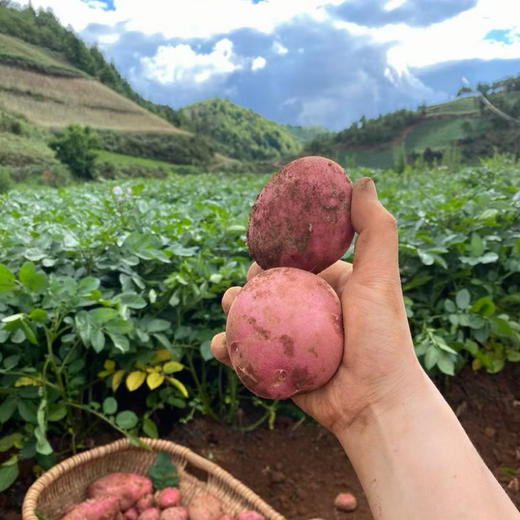 比肉还好吃【大福的土豆】云南轿子雪山脚下 红皮黄心粉粉糯糯 云南原生老种 古法生态耕种  商品图2