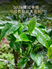 最后4饼！2026年春茶【懂过单株】古树茶，临沧茶区懂过核心茶地纯料古树茶357克普洱生茶 商品缩略图2